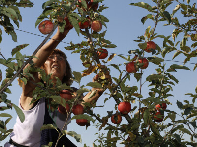 Berba jabuke Gala u voćnjaku Stipe Dumančića