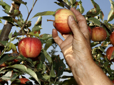 Berba jabuke Gala u voćnjaku Stipe Dumančića