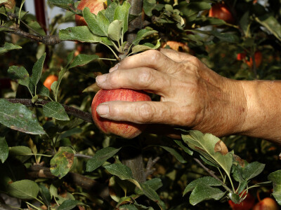 Berba jabuke Gala u voćnjaku Stipe Dumančića