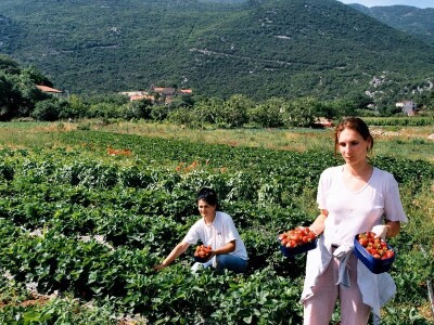 Berba jagoda u Kokorićima (Buninsko polje) Berba jagoda u Kokorićima (Buninsko polje)