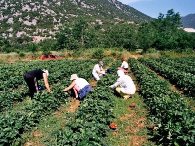 Berba jagoda u Zagori (Bunina, Kokorići kod Grada Vrgorca)