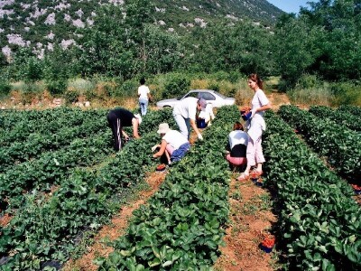 Sezona berbe jagoda u polju Bunina