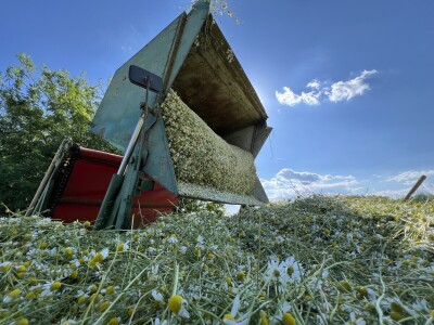Berba kamilice na OPG Prugovečki