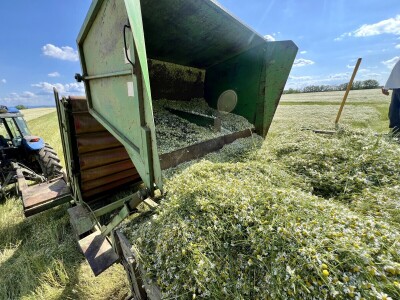 Berba kamilice na OPG Prugovečki