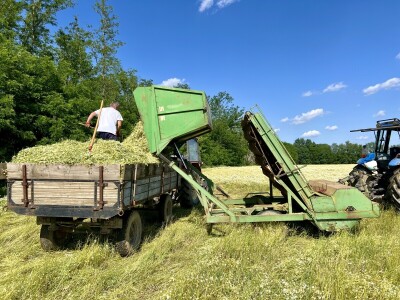 Berba kamilice na OPG Prugovečki
