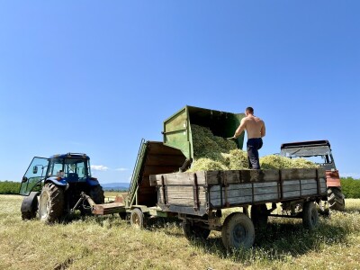 Berba kamilice na OPG Prugovečki