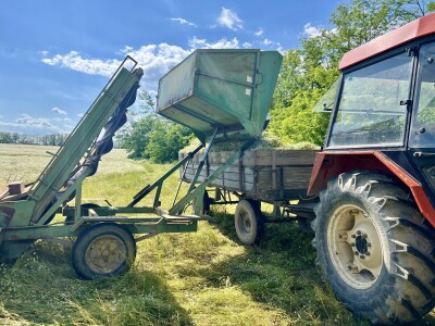 Berba kamilice na OPG Prugovečki