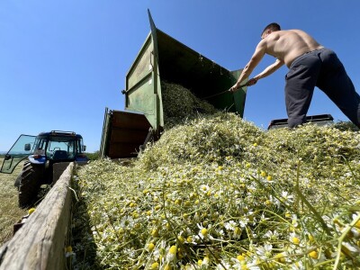 Berba kamilice na OPG Prugovečki