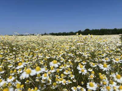 Berba kamilice na OPG Prugovečki