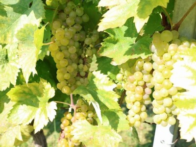 Berba kolnske selekcije pušipela u Svetom Urbanu