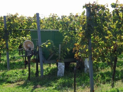 Berba kolnske selekcije pušipela u Svetom Urbanu