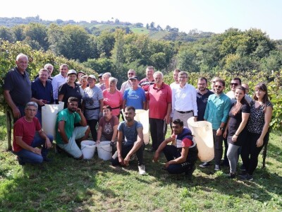 Berba kolnske selekcije pušipela u Svetom Urbanu