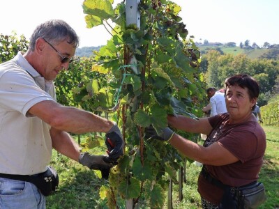 Berba kolnske selekcije pušipela u Svetom Urbanu