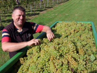 Berba kolnske selekcije pušipela u Svetom Urbanu