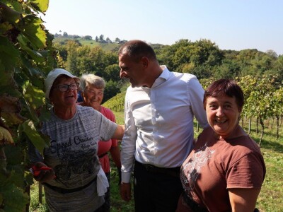 Berba kolnske selekcije pušipela u Svetom Urbanu