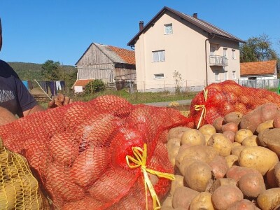 Berba krumpira u Brinju Berba krumpira u Brinju