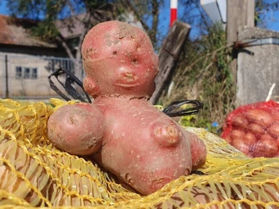 Berba krumpira u Brinju