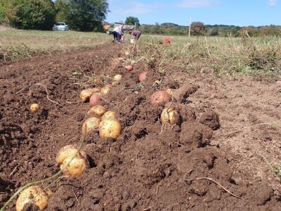 Berba krumpira u Brinju Berba krumpira u Brinju