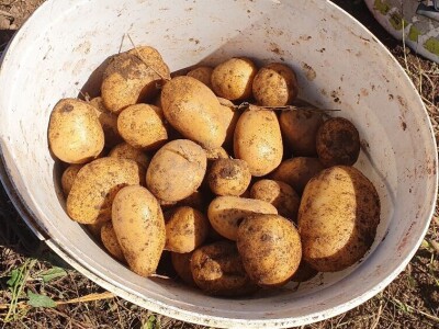 Berba krumpira u Brinju Berba krumpira u Brinju