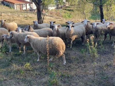 Berba krumpira u Brinju