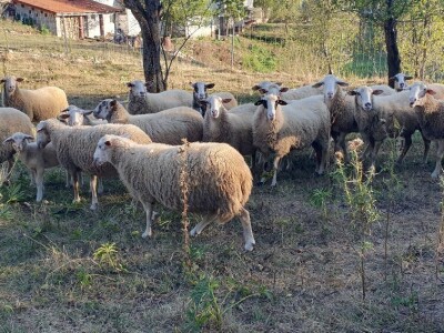 Berba krumpira u Brinju Berba krumpira u Brinju