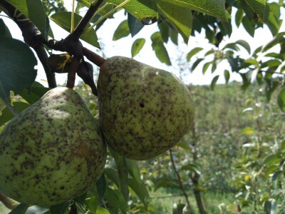 Berba krušaka Berba krušaka