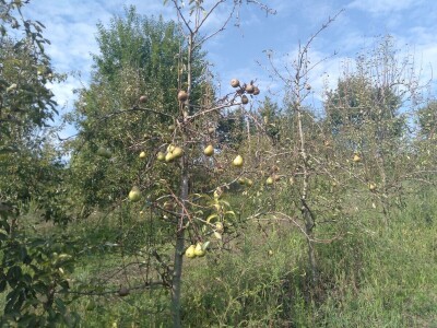 Berba krušaka Berba krušaka