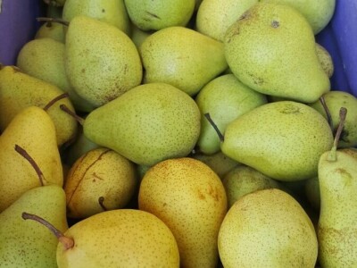 Berba krušaka Berba krušaka