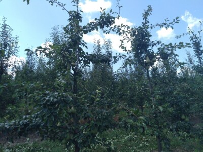 Berba krušaka Berba krušaka