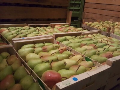 Berba krušaka Berba krušaka