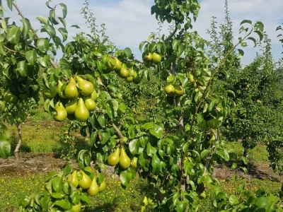 Berba krušaka u opštini Gradiška