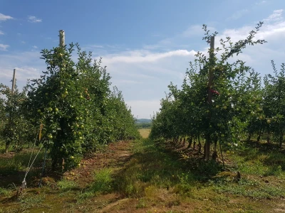 Berba krušaka u opštini Gradiška