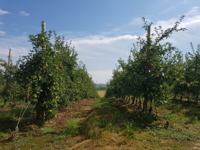 Berba krušaka u opštini Gradiška Berba krušaka u opštini Gradiška