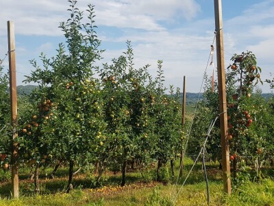 Berba krušaka u opštini Gradiška Berba krušaka u opštini Gradiška