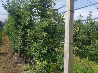 Berba krušaka u opštini Gradiška