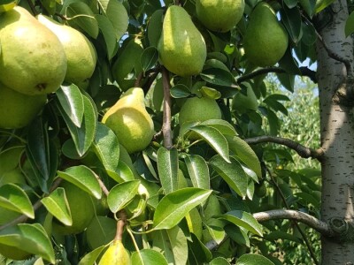 Berba krušaka u opštini Gradiška Berba krušaka u opštini Gradiška