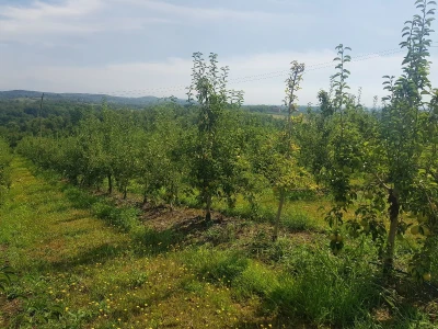 Berba krušaka u opštini Gradiška