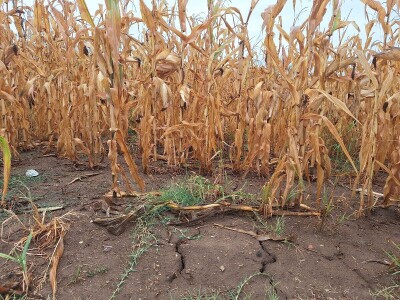 Berba kukuruza Berba kukuruza