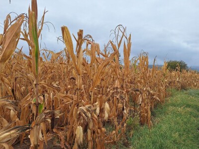 Berba kukuruza Berba kukuruza