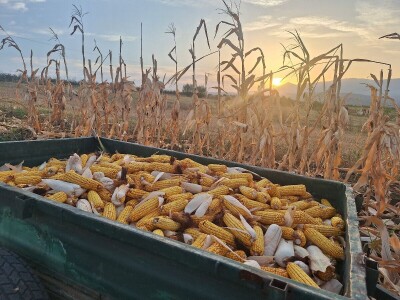 Berba kukuruza Berba kukuruza