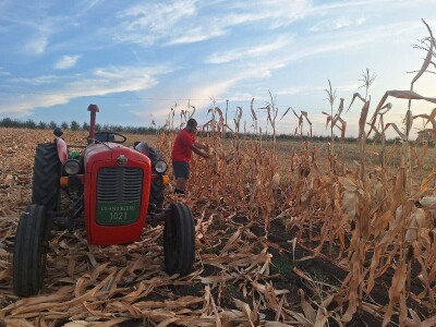 Berba kukuruza Berba kukuruza