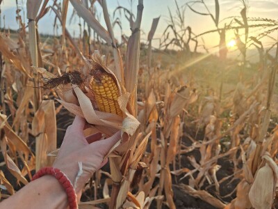 Berba kukuruza Berba kukuruza