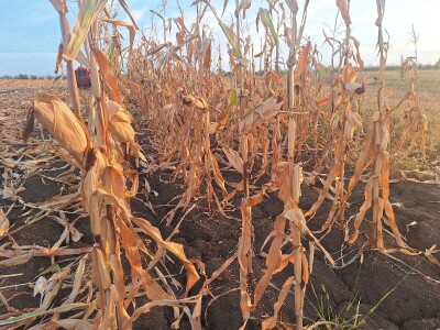 Berba kukuruza Berba kukuruza