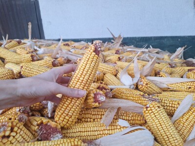 Berba kukuruza Berba kukuruza