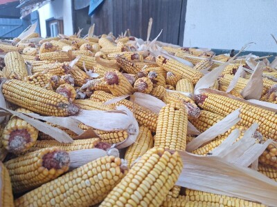 Berba kukuruza Berba kukuruza