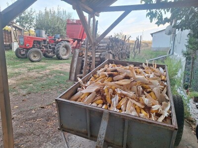 Berba kukuruza Berba kukuruza