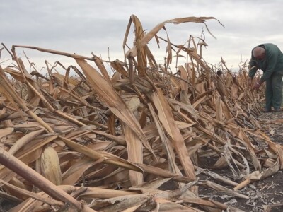 Berba kukuruza u Čeneju, rod prepolovljen