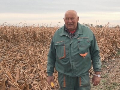 Berba kukuruza u Čeneju, rod prepolovljen