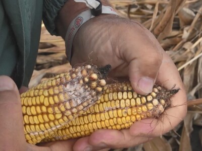 Berba kukuruza u Čeneju, rod prepolovljen