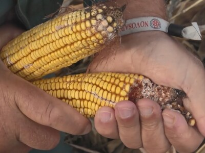 Berba kukuruza u Čeneju, rod prepolovljen